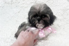 Photo №1. shih tzu - for sale in the city of Berlin | 370$ | Announcement № 107505