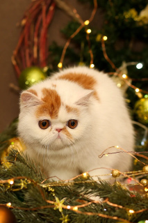 Photo №4. I will sell exotic shorthair in the city of Biysk. from nursery - price - 397$