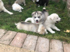 Photo №4. I will sell siberian husky in the city of Mainz. private announcement, breeder - price - 370$