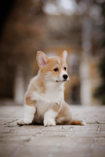 Photo №2 to announcement № 4388 for the sale of welsh corgi - buy in Ukraine from nursery
