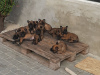 Photo №1. belgian shepherd - for sale in the city of Odessa | 1000$ | Announcement № 9157