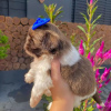 Photo №2 to announcement № 84235 for the sale of shih tzu - buy in Finland private announcement