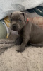 Photo №4. I will sell american staffordshire terrier in the city of Wiesbaden. private announcement, from nursery, from the shelter, breeder - price - 700$