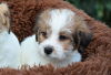 Photo №3. Jack Russell puppies for sale. Ukraine