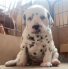 Photo №1. dalmatian dog - for sale in the city of Stockholm | negotiated | Announcement № 113246