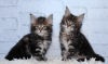 Photo №1. maine coon - for sale in the city of Москва | 269$ | Announcement № 9315