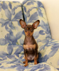 Photo №3. We offer toy terrier puppies and teenagers.. Ukraine