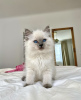 Photo №2 to announcement № 101802 for the sale of ragdoll - buy in Germany private announcement, breeder