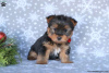 Photo №3. Yorkshire Terrier puppsready to go. Germany