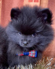Photo №3. Black Spitz puppy. Russian Federation