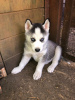 Photo №4. I will sell siberian husky in the city of Hardenberg. private announcement, breeder - price - 423$