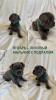 Photo №3. French Bulldog puppies. Russian Federation