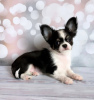 Photo №1. chihuahua - for sale in the city of Munich | Is free | Announcement № 105031