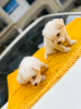 Photo №3. MALTESE PUPPIES AVAILABLE TO GO TO ANY LOVELY FAMILY. Germany