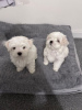 Photo №1. non-pedigree dogs - for sale in the city of Charlotte | 300$ | Announcement № 90296