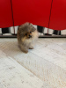 Photo №2 to announcement № 100494 for the sale of pomeranian - buy in Lithuania private announcement