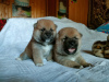 Photo №4. I will sell shiba inu in the city of Москва. from nursery, breeder - price - 1041$