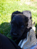 Photo №3. Black Russian Terrier puppies are offered from the oldest kennel in St.. Russian Federation