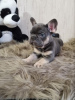Photo №2 to announcement № 31712 for the sale of french bulldog - buy in Ukraine from nursery, breeder
