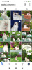 Photo №1. ragdoll - for sale in the city of Minsk | negotiated | Announcement № 11164