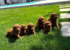 Photo №1. poodle (toy), poodle (dwarf) - for sale in the city of Нови Сад | negotiated | Announcement № 104977