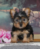 Photo №2 to announcement № 87012 for the sale of yorkshire terrier - buy in United States private announcement, from the shelter
