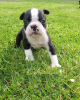 Photo №1. non-pedigree dogs - for sale in the city of Bamberg | Is free | Announcement № 117752