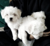 Photo №3. Maltese puppies for sale. Russian Federation