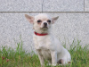 Photo №2 to announcement № 5524 for the sale of chihuahua - buy in Russian Federation private announcement, breeder