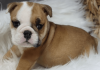 Photo №2 to announcement № 88680 for the sale of english bulldog - buy in Israel private announcement