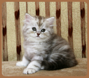 Photo №4. I will sell british longhair in the city of Severodvinsk. from nursery, breeder - price - Negotiated