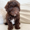 Photo №1. poodle (toy) - for sale in the city of Hamm | negotiated | Announcement № 86360