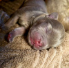 Additional photos: French bulldog puppy, exotic