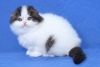 Photo №3. GCCF reg Scottish fold Kittens. Finland