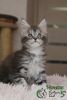 Photo №3. Maine Coon girl black marble on silver. Russian Federation