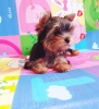 Photo №4. I will sell yorkshire terrier in the city of Tbilisi. private announcement, from nursery - price - 600$