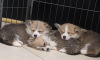 Photo №1. welsh corgi - for sale in the city of Berlin | 370$ | Announcement № 116837