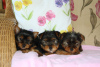 Photo №1. yorkshire terrier - for sale in the city of Duisburg | 581$ | Announcement № 123064