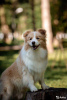 Photo №4. I will sell border collie in the city of Samara. from nursery - price - 1012$