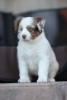 Photo №2 to announcement № 121903 for the sale of australian shepherd - buy in Russian Federation from nursery, breeder