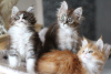 Photo №3. Tested Main Coon kittens available now. Germany