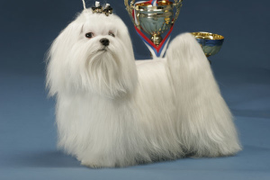 Photo №1. Mating service - breed: maltese dog. Price - 250$