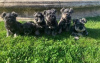 Photo №1. schnauzer - for sale in the city of Emilianów | 426$ | Announcement № 13576