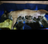 Photo №2 to announcement № 67900 for the sale of malinois - buy in Israel private announcement