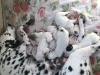 Photo №1. dalmatian dog - for sale in the city of Тбилисская | 97$ | Announcement № 27068