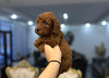 Photo №4. I will sell poodle (toy) in the city of Belgrade. private announcement - price - negotiated