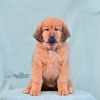 Additional photos: Puppies for sale Buryat dog (Khotosho)