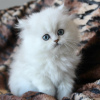 Photo №4. I will sell persian cat in the city of Dublin Airport. breeder - price - 317$