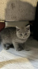 Photo №2 to announcement № 108606 for the sale of british shorthair - buy in Germany private announcement, from nursery, from the shelter, breeder