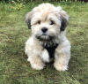 Photo №1. lhasa apso - for sale in the city of Амстердам | negotiated | Announcement № 44014